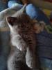 Plucha_962503.jpg