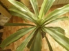Katia-