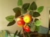 Katia-